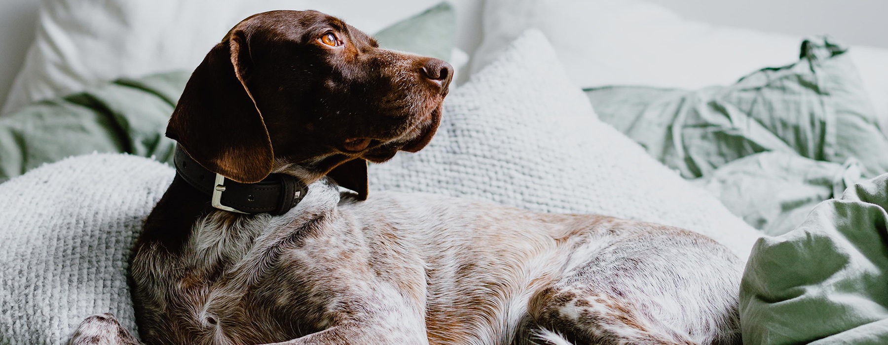 Dog laying on a bed