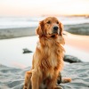 dog sitting on a beach 