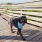 a puppy being walked in the sun on a bridge